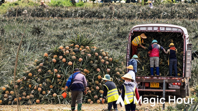 ธุรกิจในเวียดนาม 'ช่วยเหลือ' สับปะรด 1,000 ตันจากเกษตรกร (Businesses in Vietnam 'rescue' 1,000 tons of pineapples from farmers)