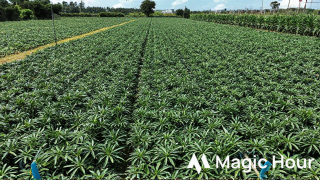 สถานะของอุตสาหกรรมมันสำปะหลังเวียดนามในตลาดโลก (What is the status of Vietnam's cassava industry on the global agricultural map?)